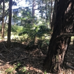 Unidentified Other Tree at Mollymook Beach, NSW - 21 Apr 2022 by Tapirlord