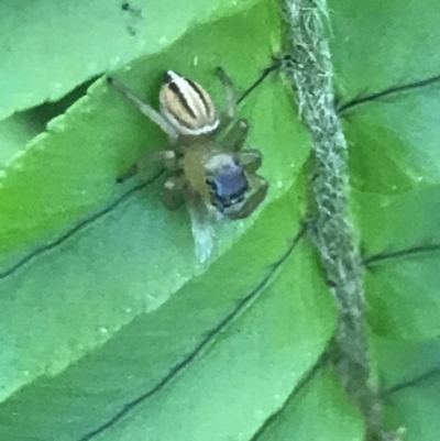 Maratus scutulatus (A jumping spider) at Mollymook Beach, NSW - 21 Apr 2022 by Tapirlord