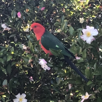 Alisterus scapularis (Australian King-Parrot) at Garran, ACT - 29 Apr 2022 by Tapirlord