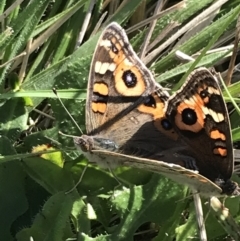 Junonia villida (Meadow Argus) at Phillip, ACT - 29 Apr 2022 by Tapirlord