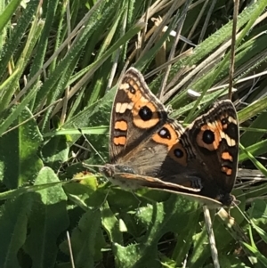 Junonia villida at Phillip, ACT - 29 Apr 2022