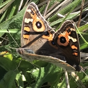 Junonia villida at Phillip, ACT - 29 Apr 2022