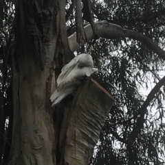 Cacatua galerita (Sulphur-crested Cockatoo) at Phillip, ACT - 27 Apr 2022 by Tapirlord