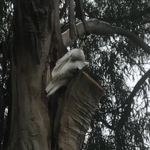 Cacatua galerita at Phillip, ACT - 27 Apr 2022