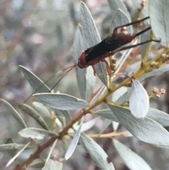 Lissopimpla excelsa (Orchid dupe wasp, Dusky-winged Ichneumonid) at Hughes, ACT - 26 Apr 2022 by Tapirlord