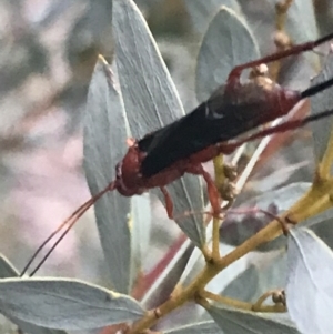 Lissopimpla excelsa at Hughes, ACT - 26 Apr 2022