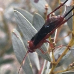 Lissopimpla excelsa at Hughes, ACT - 26 Apr 2022 05:10 PM