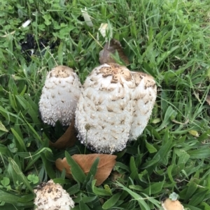 Coprinus comatus at Garran, ACT - 26 Apr 2022