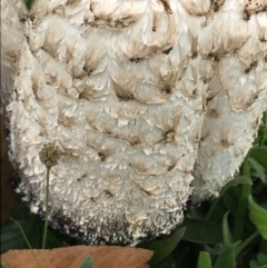 Coprinus comatus at Garran, ACT - 26 Apr 2022