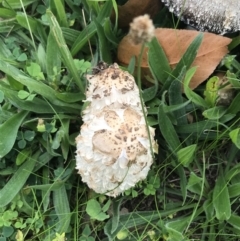 Coprinus comatus at Garran, ACT - 26 Apr 2022