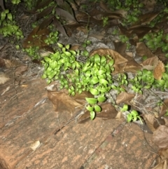 Asparagus asparagoides (Bridal Creeper, Florist's Smilax) at Curtin, ACT - 25 Apr 2022 by Tapirlord