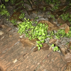 Asparagus asparagoides at Curtin, ACT - 25 Apr 2022