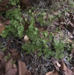 Asparagus asparagoides at Curtin, ACT - 25 Apr 2022