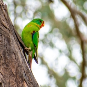 Lathamus discolor at Campbell, ACT - 7 May 2022