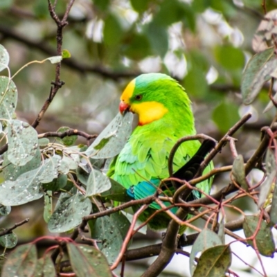 Polytelis swainsonii (Superb Parrot) at Katoomba Park, Campbell - 7 May 2022 by Chris Appleton