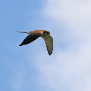 Falco cenchroides at Paddys River, ACT - 6 May 2022