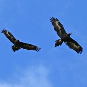 Aquila audax at Tharwa, ACT - 6 May 2022 11:49 AM