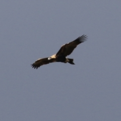 Aquila audax at Tharwa, ACT - 6 May 2022 11:49 AM