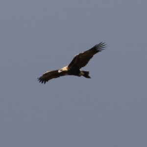 Aquila audax at Tharwa, ACT - 6 May 2022 11:49 AM