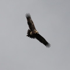 Aquila audax at Tharwa, ACT - 6 May 2022