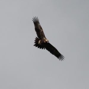 Aquila audax at Tharwa, ACT - 6 May 2022 11:49 AM