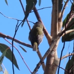 Melithreptus brevirostris at Paddys River, ACT - 6 May 2022