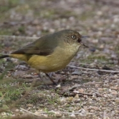 Acanthiza reguloides at Paddys River, ACT - 6 May 2022