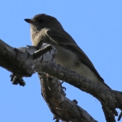 Pachycephala pectoralis (Golden Whistler) at Paddys River, ACT - 6 May 2022 by RodDeb