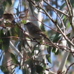 Pachycephala pectoralis at Paddys River, ACT - 6 May 2022