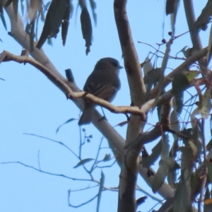 Pachycephala pectoralis at Paddys River, ACT - 6 May 2022