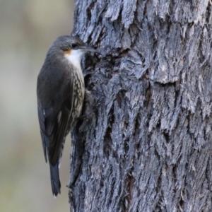 Cormobates leucophaea at Paddys River, ACT - 6 May 2022