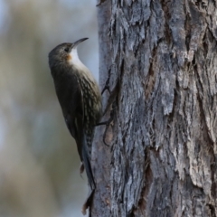 Cormobates leucophaea at Paddys River, ACT - 6 May 2022