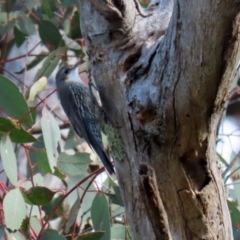 Cormobates leucophaea at Paddys River, ACT - 6 May 2022