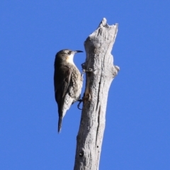 Cormobates leucophaea at Paddys River, ACT - 6 May 2022