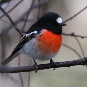 Petroica boodang at Paddys River, ACT - 6 May 2022 01:07 PM