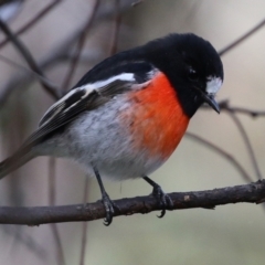 Petroica boodang at Paddys River, ACT - 6 May 2022 01:07 PM