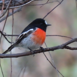 Petroica boodang at Paddys River, ACT - 6 May 2022 01:07 PM