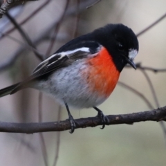 Petroica boodang at Paddys River, ACT - 6 May 2022 01:07 PM