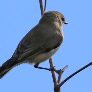 Gerygone fusca at Paddys River, ACT - 6 May 2022 12:55 PM