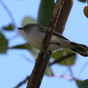 Gerygone fusca at Paddys River, ACT - 6 May 2022 12:55 PM