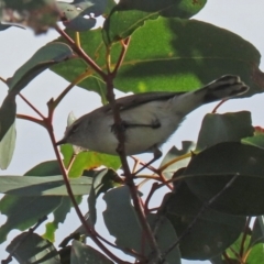 Gerygone fusca at Paddys River, ACT - 6 May 2022 12:55 PM