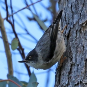 Daphoenositta chrysoptera at Paddys River, ACT - 6 May 2022