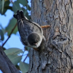 Daphoenositta chrysoptera at Paddys River, ACT - 6 May 2022