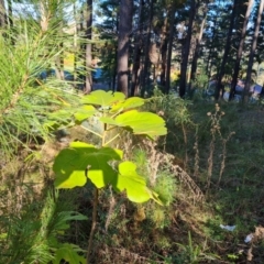 Ficus carica (Fig) at Isaacs, ACT - 8 May 2022 by Mike