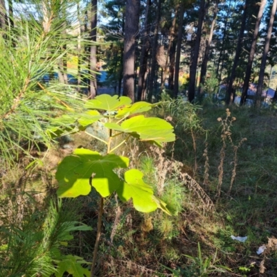 Ficus carica (Fig) at Isaacs, ACT - 7 May 2022 by Mike