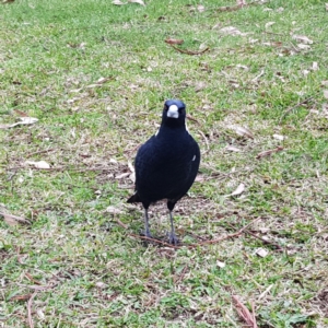 Gymnorhina tibicen at Acton, ACT - 7 May 2022