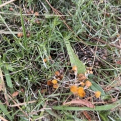 Chrysocephalum semipapposum at Rendezvous Creek, ACT - 7 May 2022 02:15 PM