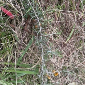 Chrysocephalum semipapposum at Rendezvous Creek, ACT - 7 May 2022 02:15 PM