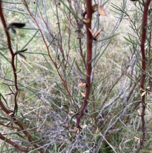 Hakea microcarpa at Rendezvous Creek, ACT - 7 May 2022 02:10 PM