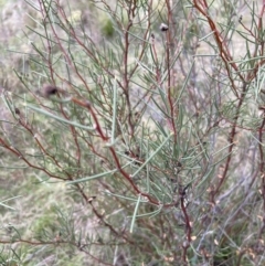 Hakea microcarpa at Rendezvous Creek, ACT - 7 May 2022 02:10 PM